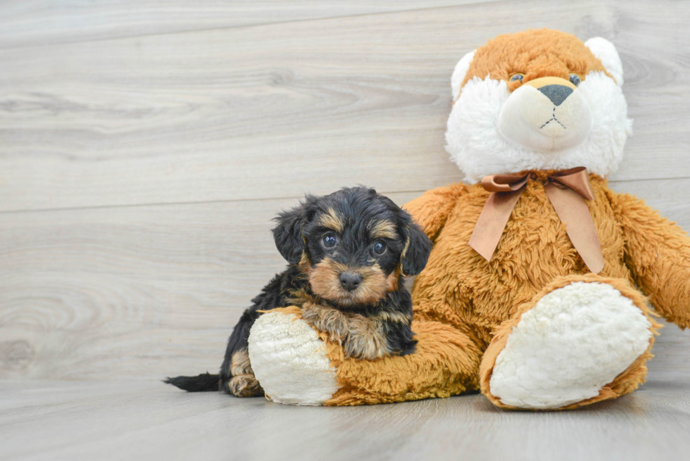 Funny Yorkie Poo Poodle Mix Pup