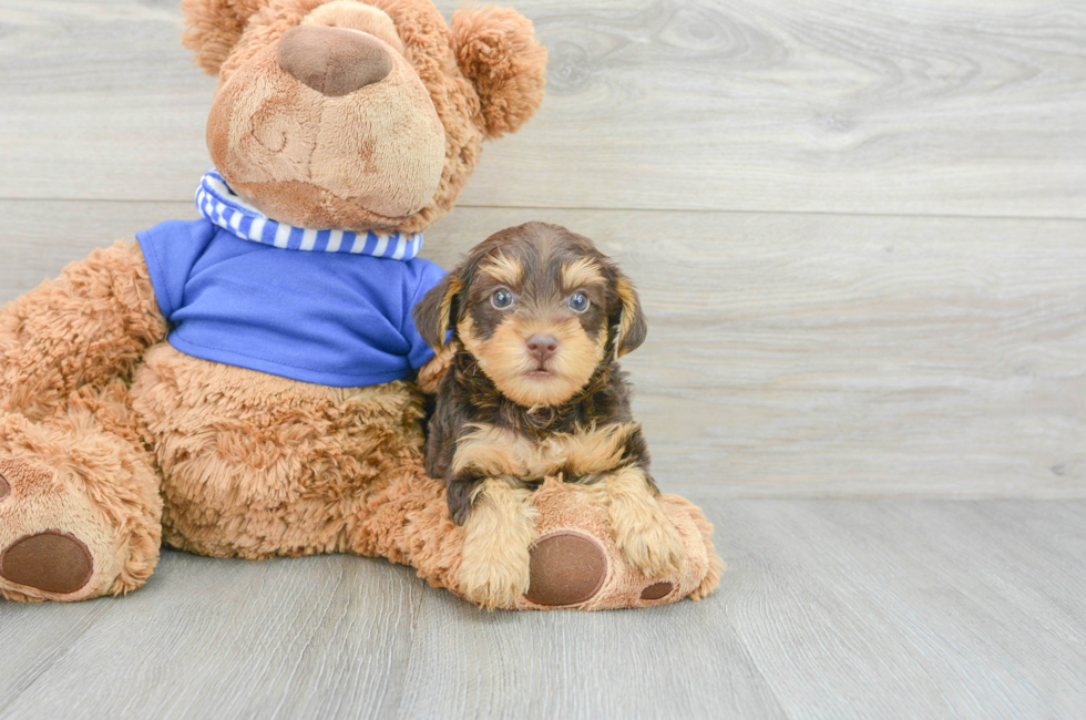 6 week old Yorkie Poo Puppy For Sale - Premier Pups