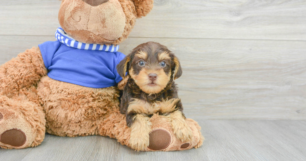Friendly Yorkie Poo Diego 3lb 5oz Doodle Puppy