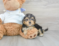 8 week old Yorkie Poo Puppy For Sale - Premier Pups