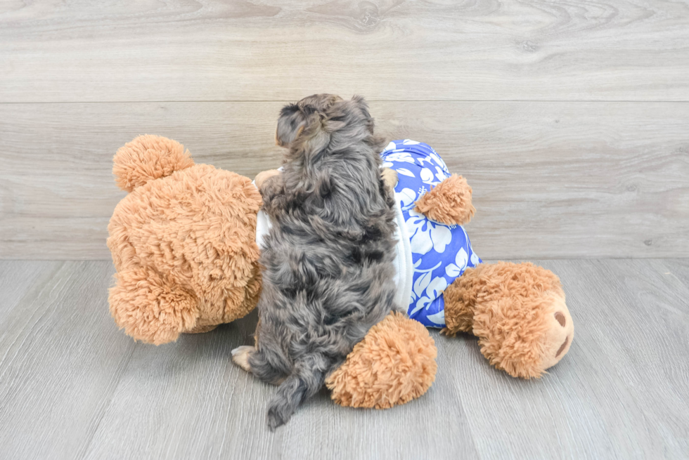 Fluffy Yorkie Poo Poodle Mix Pup