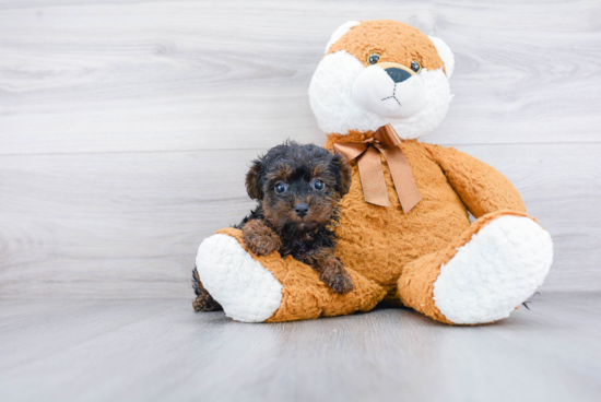 Energetic Yorkie Doodle Poodle Mix Puppy