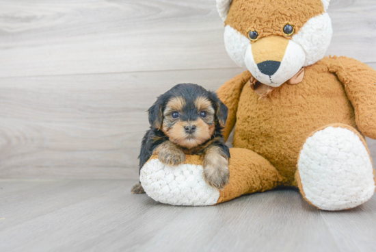 Petite Yorkie Poo Poodle Mix Pup