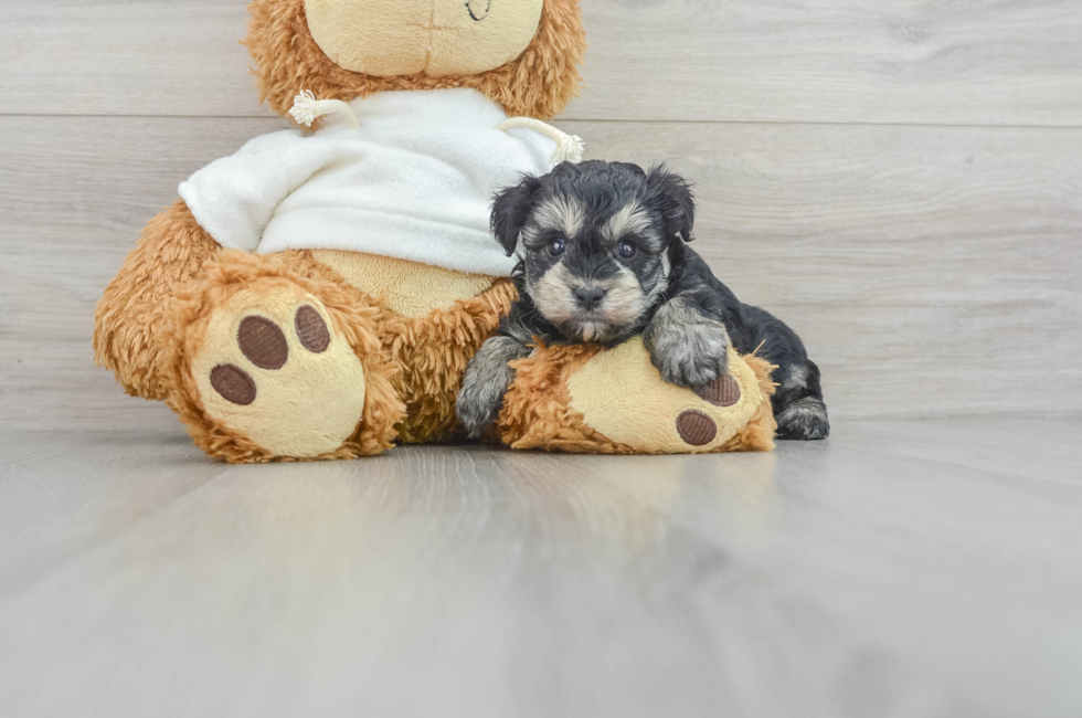 5 week old Yorkie Poo Puppy For Sale - Premier Pups