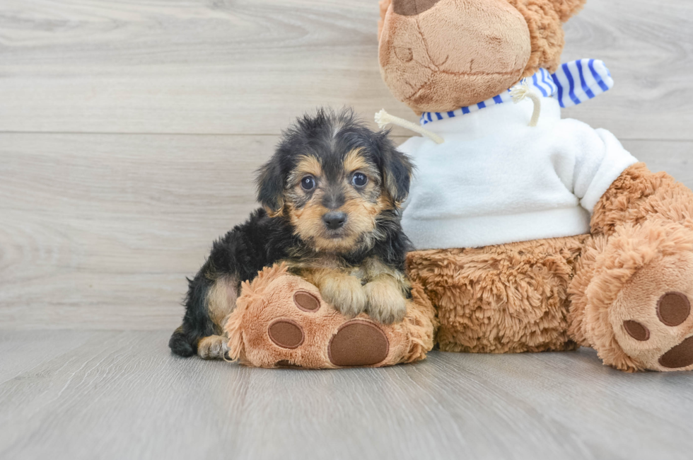 9 week old Yorkie Poo Puppy For Sale - Premier Pups