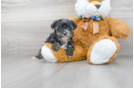 Meet Eliza - our Yorkie Poo Puppy Photo 1/3 - Premier Pups