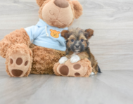 7 week old Yorkie Poo Puppy For Sale - Premier Pups