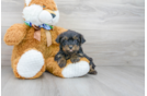 Meet Elmo - our Yorkie Poo Puppy Photo 1/3 - Premier Pups
