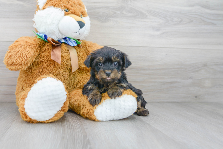 Small Yorkie Poo Baby