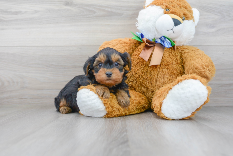 Meet Eric - our Yorkie Poo Puppy Photo 2/3 - Premier Pups