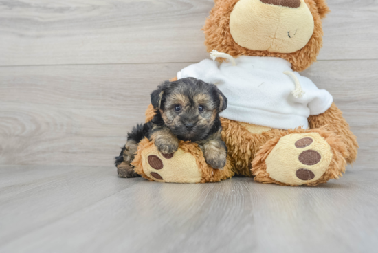 Happy Yorkie Poo Baby