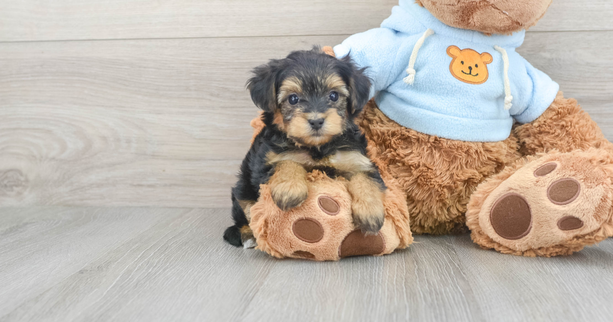 Hypoallergenic Yorkie Poo Ewok 1lb 13oz Doodle Puppy