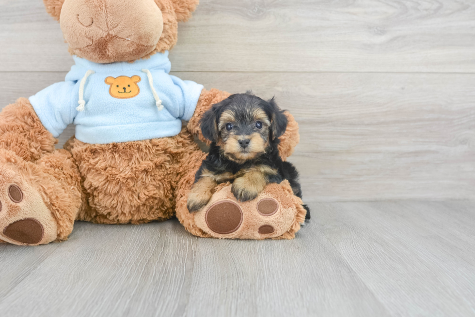 Hypoallergenic Yorkie Poo Ewok 1lb 13oz Doodle Puppy