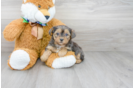 Meet Ewok - our Yorkie Poo Puppy Photo 1/3 - Premier Pups