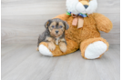 Meet Ewok - our Yorkie Poo Puppy Photo 2/3 - Premier Pups