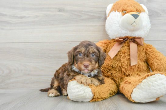 Yorkie Poo Pup Being Cute