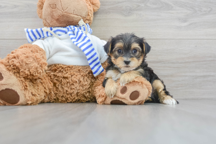 Hypoallergenic Yorkie Poo Gilligan 3lb 2oz Doodle Puppy