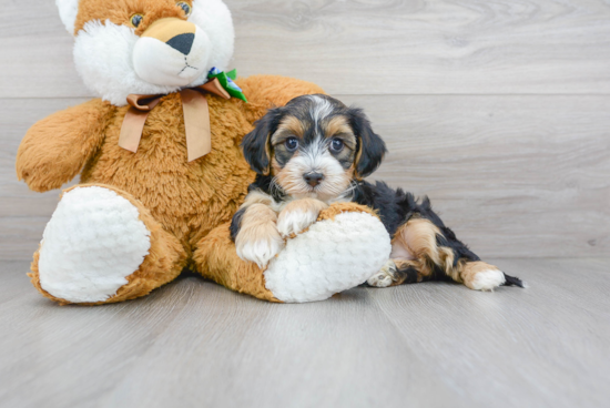 Yorkie Poo Pup Being Cute