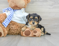 6 week old Yorkie Poo Puppy For Sale - Premier Pups