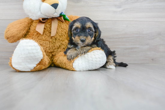 Yorkie Poo Pup Being Cute