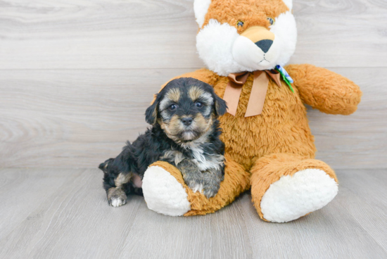 Friendly Yorkie Poo Baby