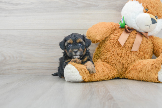 Little Yorkie Doodle Poodle Mix Puppy