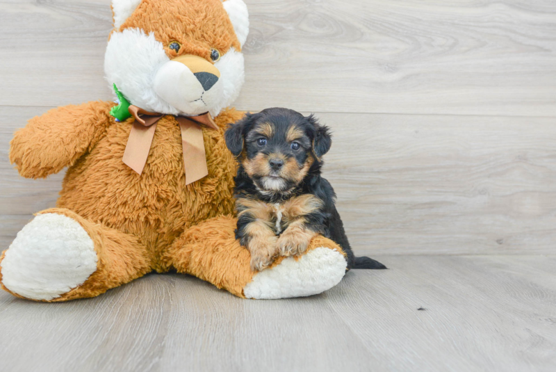 Meet Gregory - our Yorkie Poo Puppy Photo 1/3 - Premier Pups