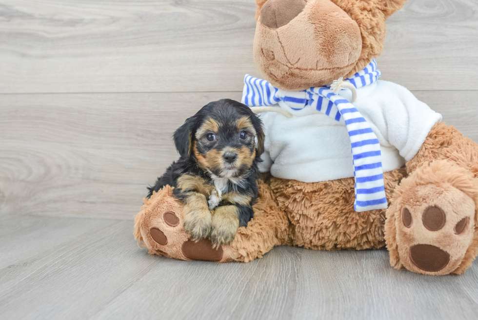 Yorkie Poo Henley: 1lb 15oz Doodle Puppy