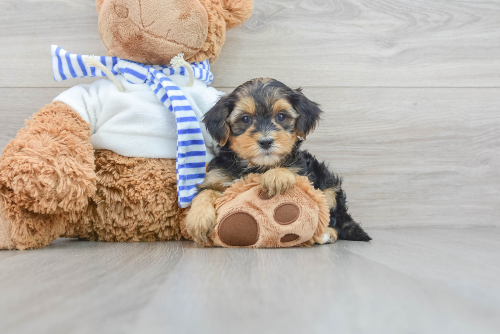 Hypoallergenic Yorkie Poo Hiccup 3lb 10oz Doodle Puppy