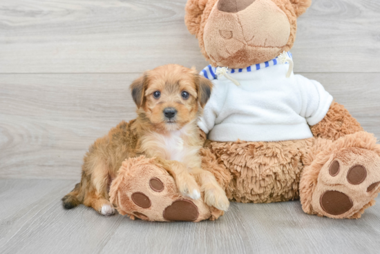 Yorkie Poo Pup Being Cute