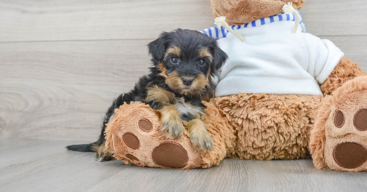 Hypoallergenic Yorkie Poo Hud 3lb 2oz Doodle Puppy