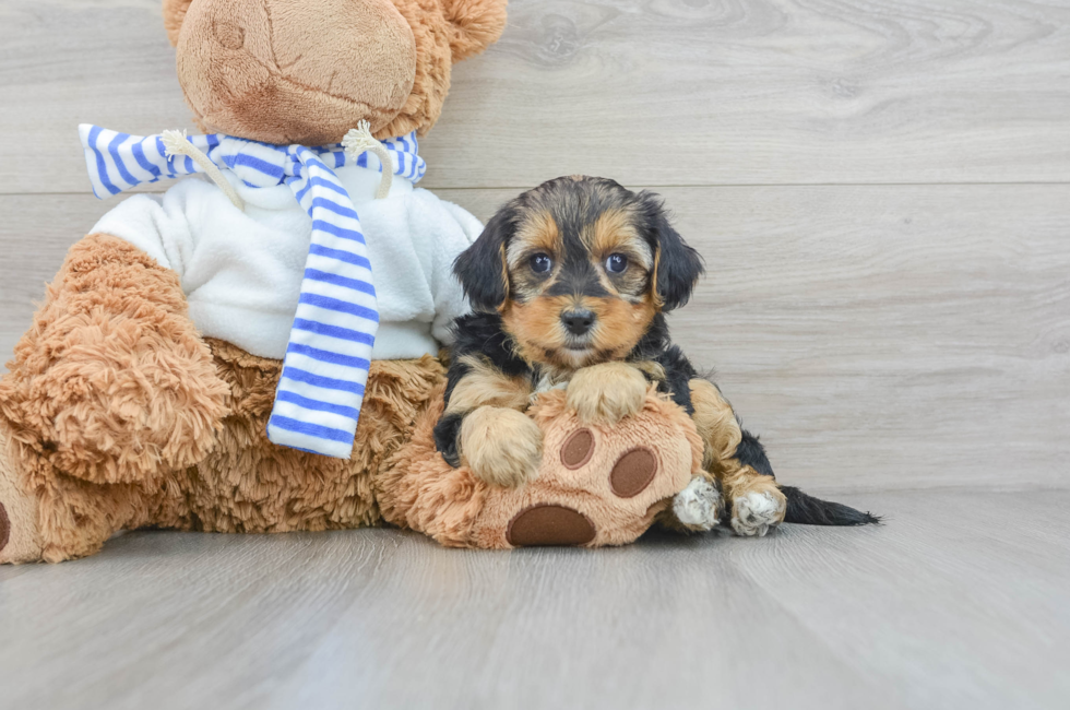 Adorable toys Teacup Yorkie and poodle for adoption or rehome