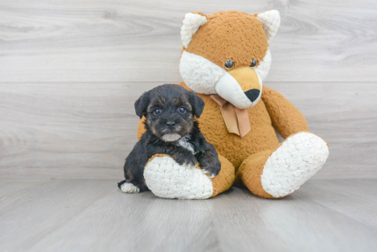 Happy Yorkie Poo Baby