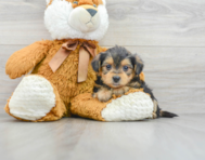 5 week old Yorkie Poo Puppy For Sale - Premier Pups