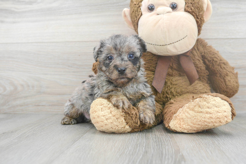 Meet Marco - our Yorkie Poo Puppy Photo 2/3 - Premier Pups