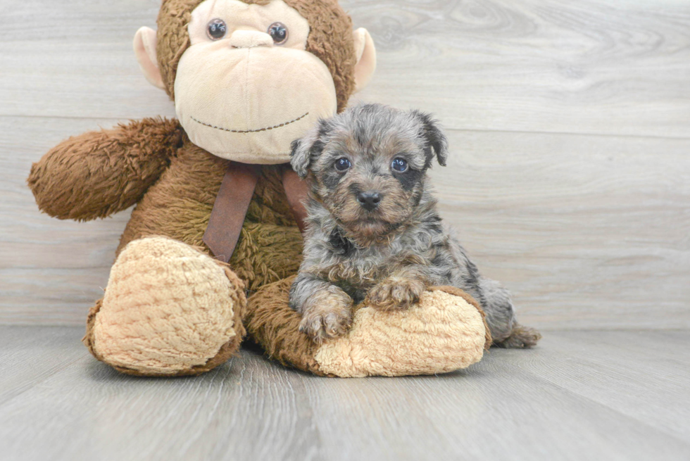 Meet Marco - our Yorkie Poo Puppy Photo 1/3 - Premier Pups