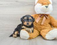 5 week old Yorkie Poo Puppy For Sale - Premier Pups