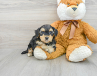 6 week old Yorkie Poo Puppy For Sale - Premier Pups