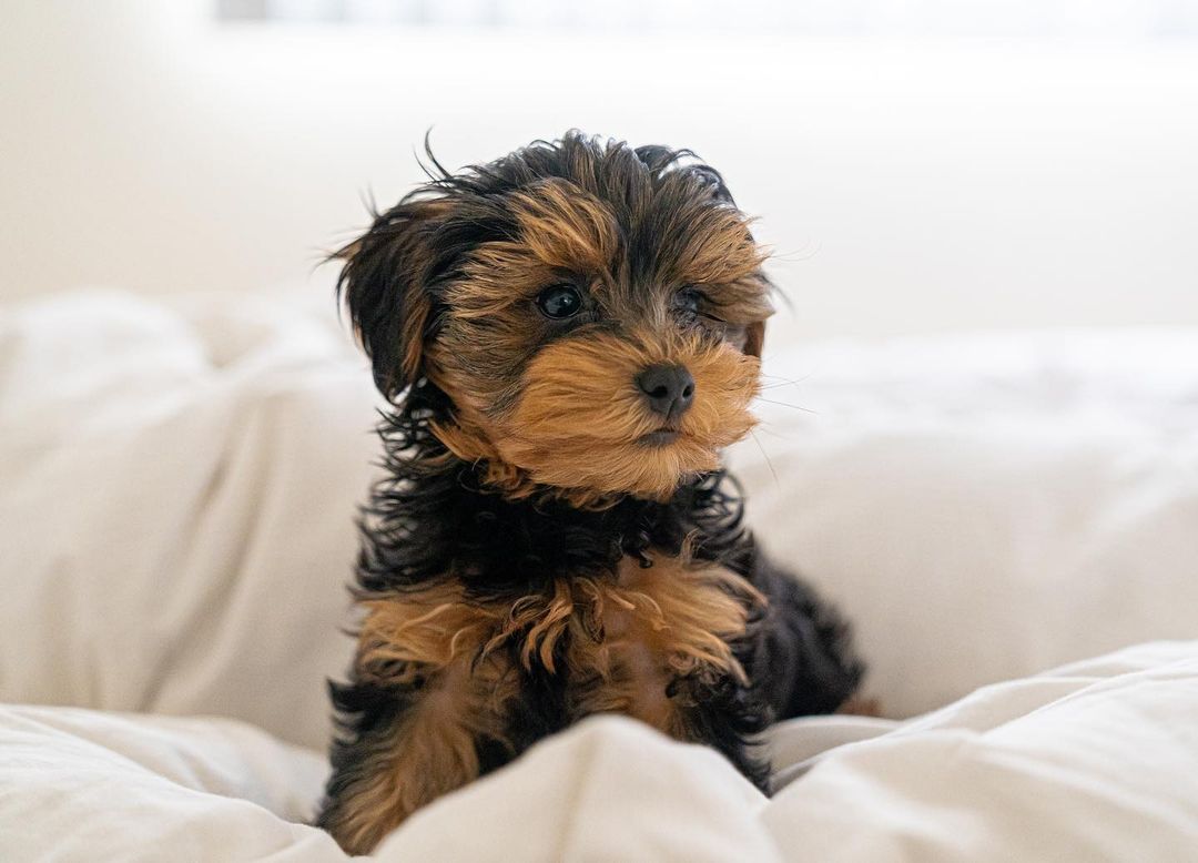 Sweet and cuddly, Yorkie Poo puppies are the gifts that keep on giving. 