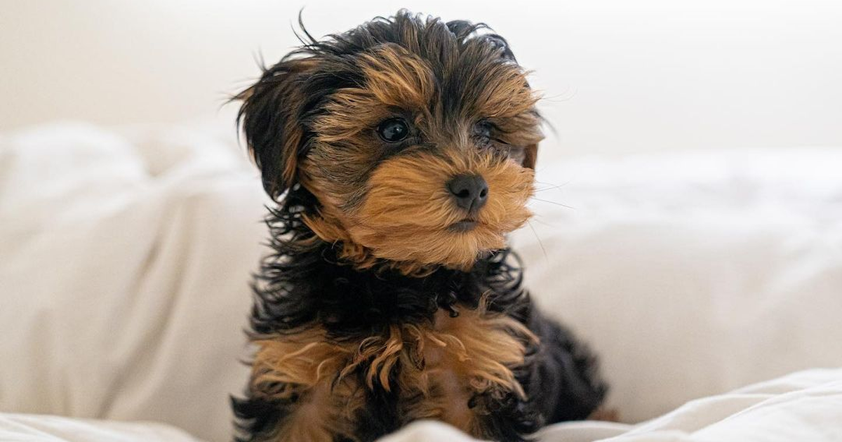 what do 4 week old yorkie puppies eat