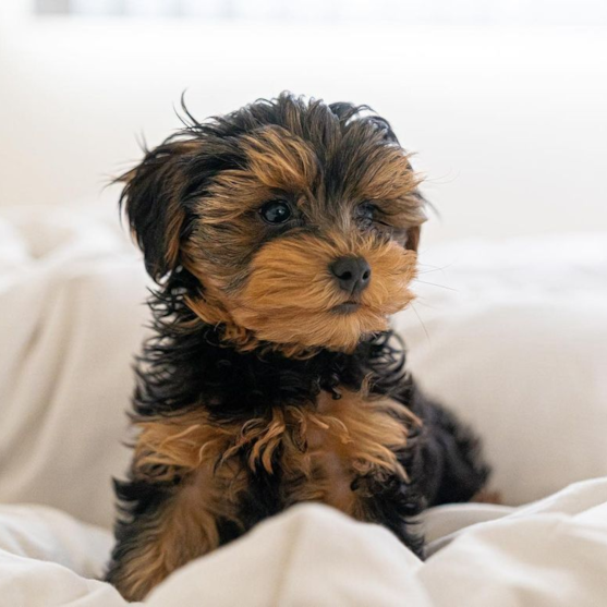 Black and brown Yorkie Poo dog sitting on a bed