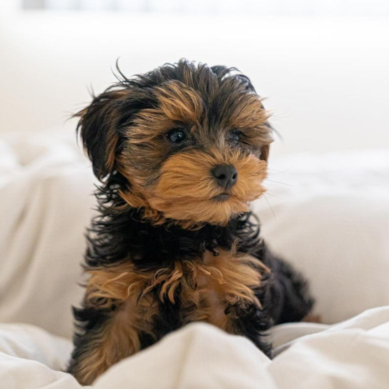 Yorkie Poo Puppy For Sale - Premier Pups