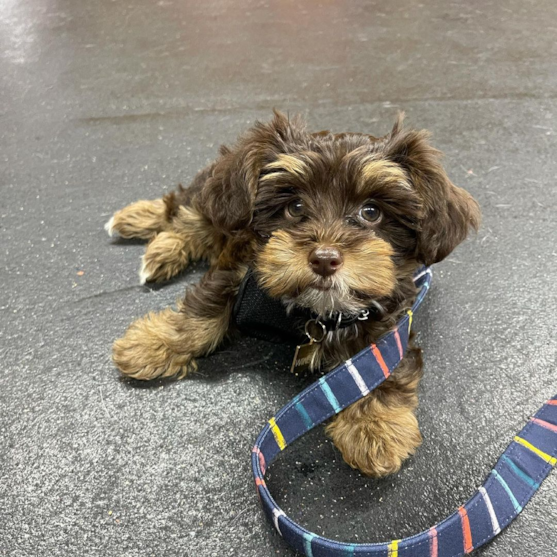 Brown and tan Yorkie Poo on a leash