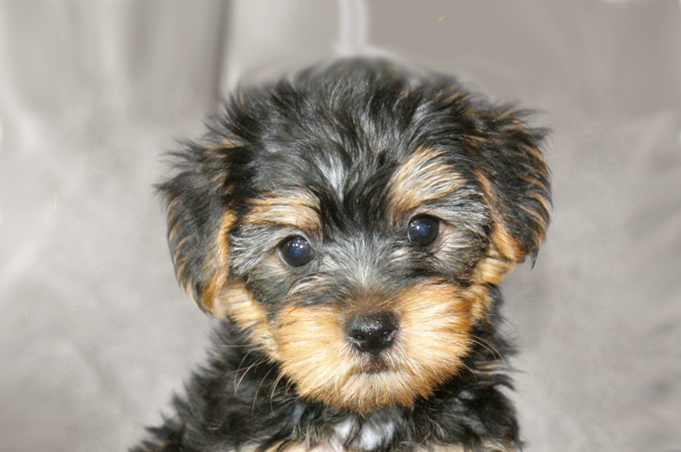 Yorkie Poo Puppies For Sale Premier Pups Located In Ohio