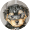 Yorkie Poo Puppy For Sale - Premier Pups