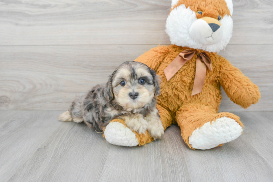 Yorkie Poo Puppy for Adoption