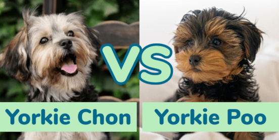 Yorkie Poo vs Yorkie Chon Comparison