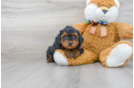 Meet Zen - our Yorkie Poo Puppy Photo 2/3 - Premier Pups