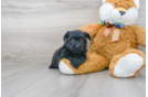 Meet Zibby - our Yorkie Poo Puppy Photo 3/3 - Premier Pups