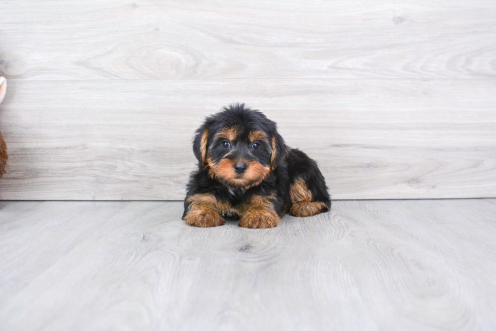 Meet Avery - our Yorkshire Terrier Puppy Photo 